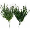 Eukalyptus