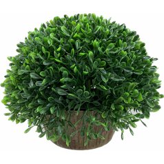 Buxus v květináči 18x22cm