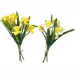 Narcis