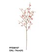 Orchidej / Cimbidium