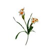 Narcis / Krokus