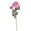 Ranunculus / Pryskyřník
