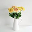 Ranunculus / Pryskyřník