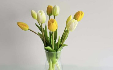 Tulipán