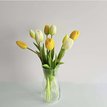 Tulipán
