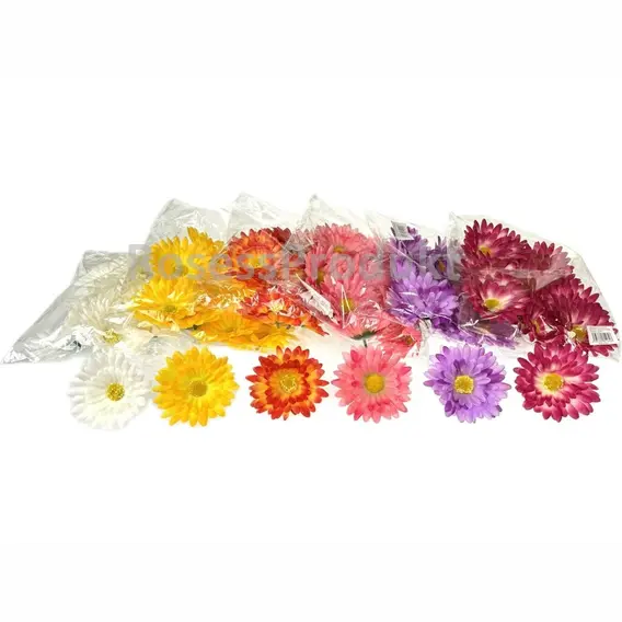 gerbera