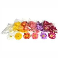 gerbera